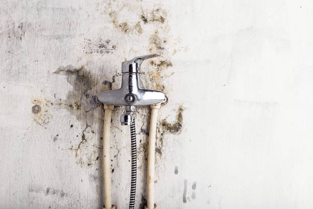 Best Home Mold Removal  in Palm Coast, FL