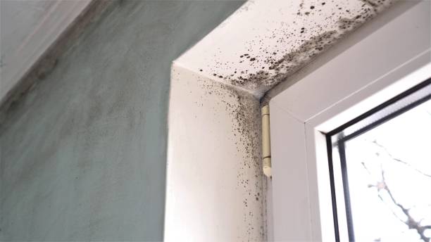 Certified Mold Removal in Palm Coast, FL