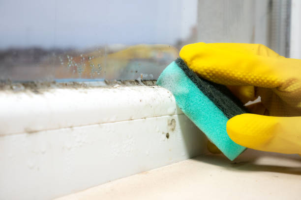 Best Commercial Mold Removal  in Palm Coast, FL