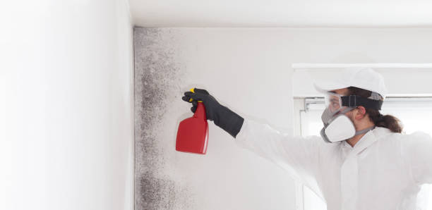 Best Crawl Space Mold Removal  in Palm Coast, FL