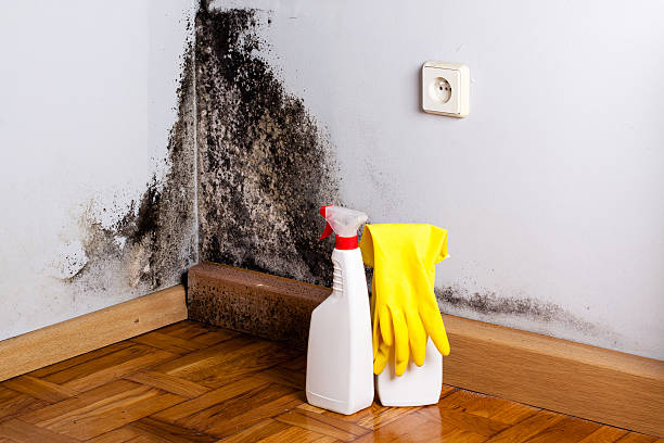 Attic Mold Removal in Palm Coast, FL